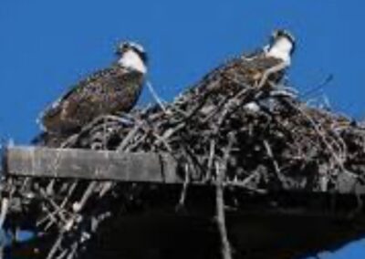 Bird Nest With Mates