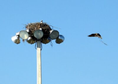 Bird Nest on Top of Pole