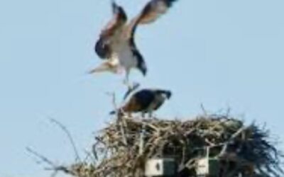 3 Reasons Why We Strongly Support The FWC